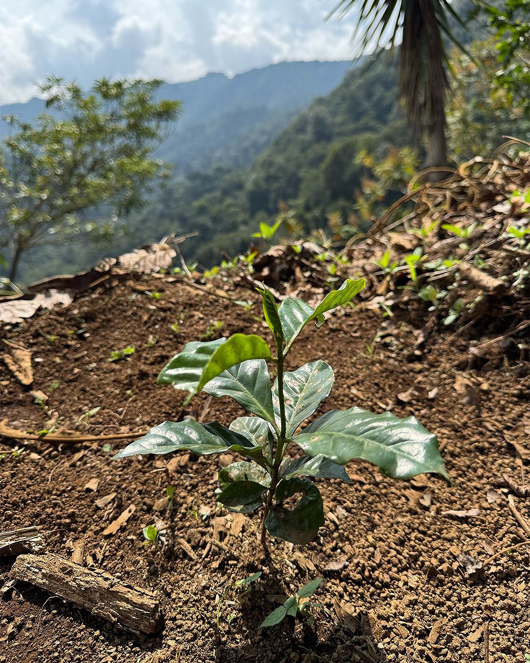 Explore Our Coffee Legacy: Finca San Jose and the Craft of Specialty Coffee