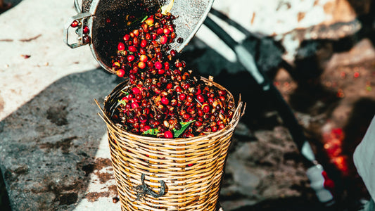 Navigating the Rising Prices of Green Coffee Futures: Challenges and Opportunities